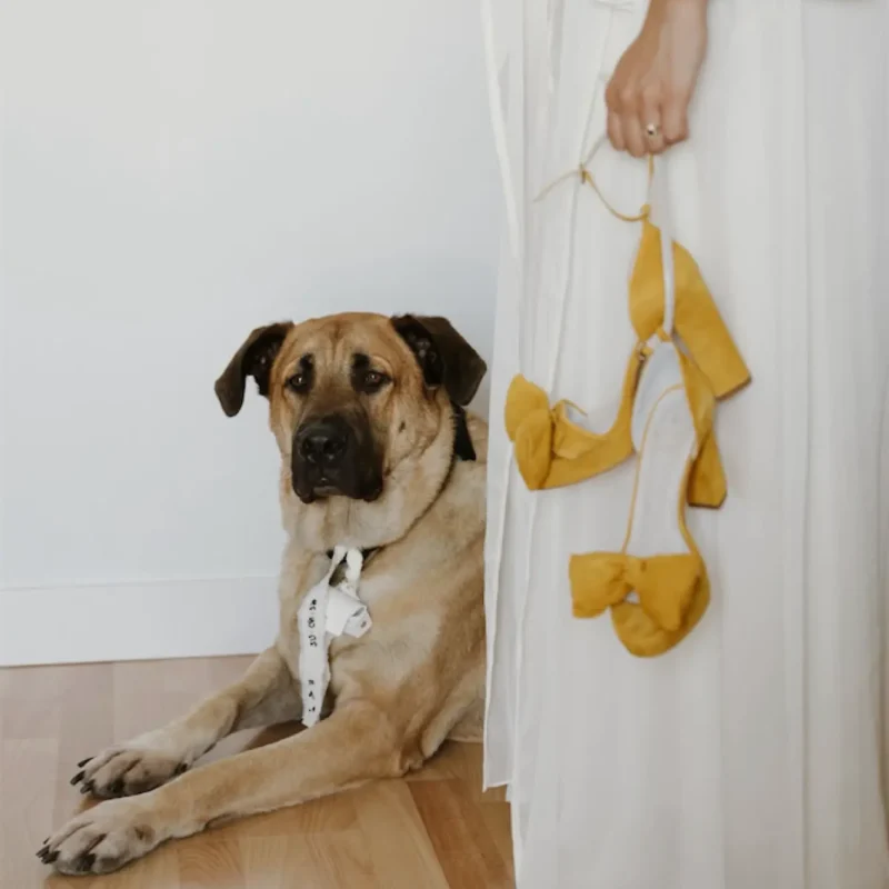 NOVIA CON SUS ZAPATOS PERSONALIZADOS EN ANTE AMARILLO CON UN MAXI LAZO Y SU FIEL AMIGO EL PERRO
