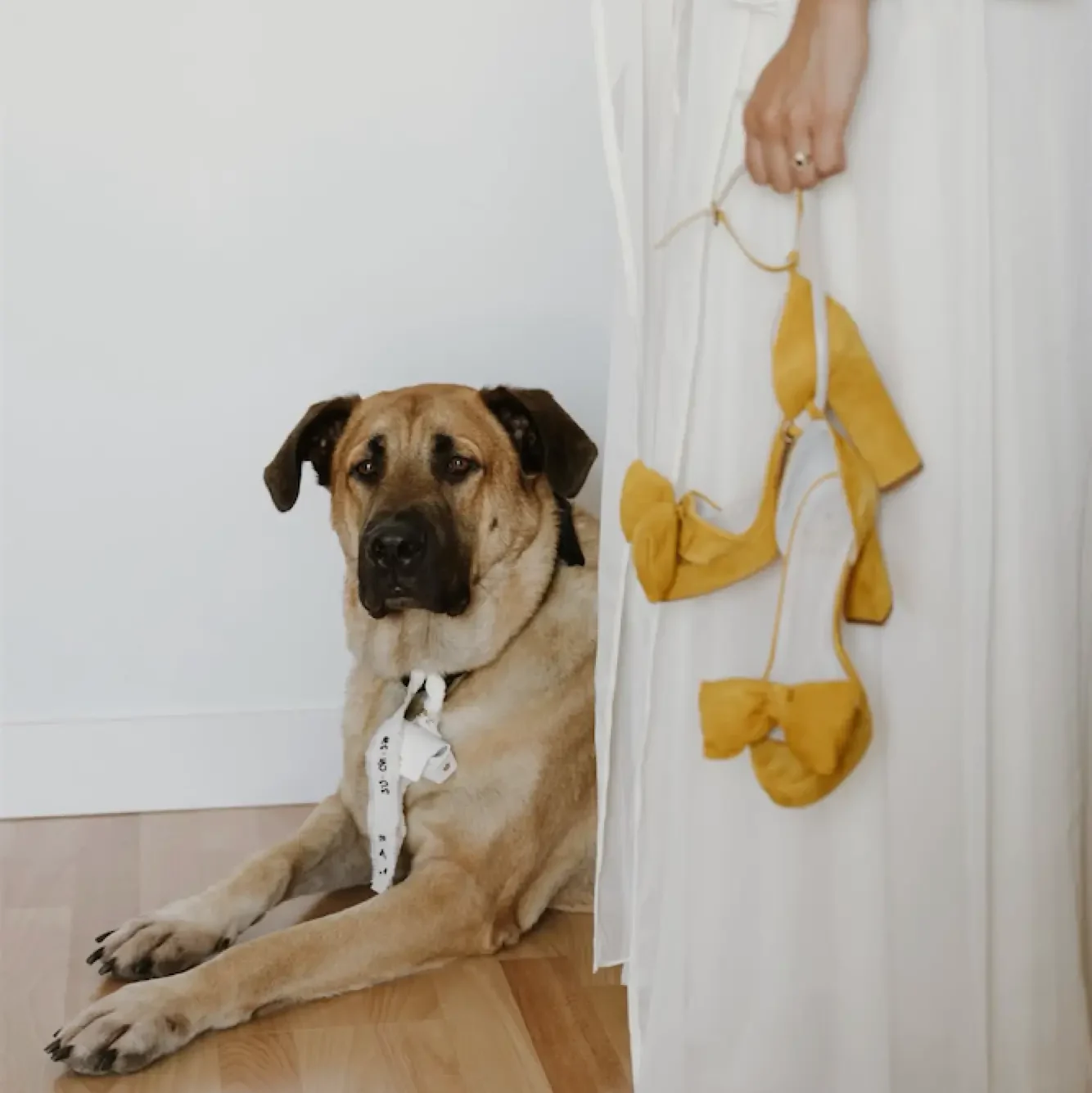 NOVIA CON SUS ZAPATOS PERSONALIZADOS EN ANTE AMARILLO CON UN MAXI LAZO Y SU FIEL AMIGO EL PERRO